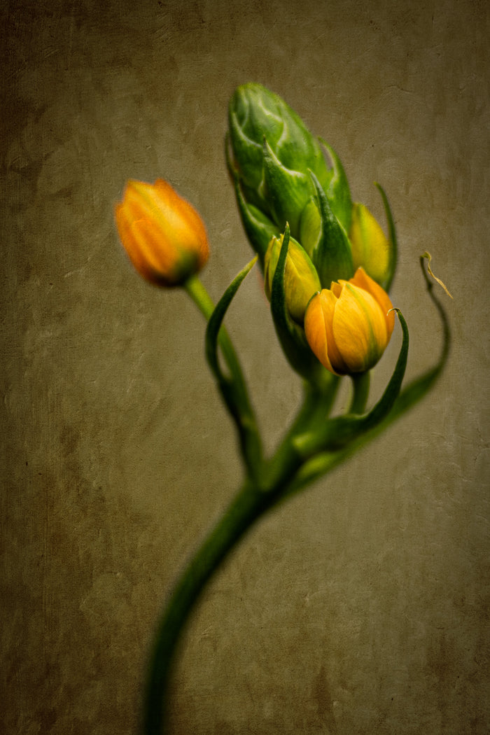 Star of Bethlehem 6