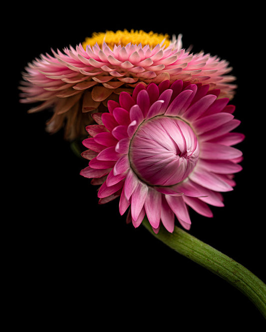 Strawflower 2
