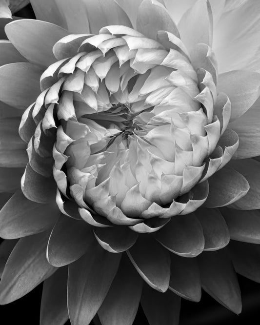 Strawflower 6