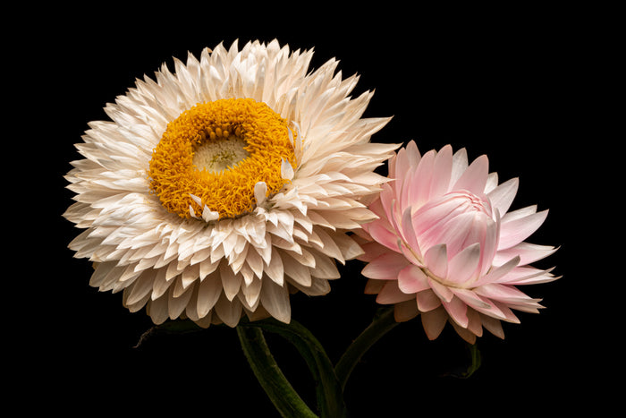 Strawflower 7