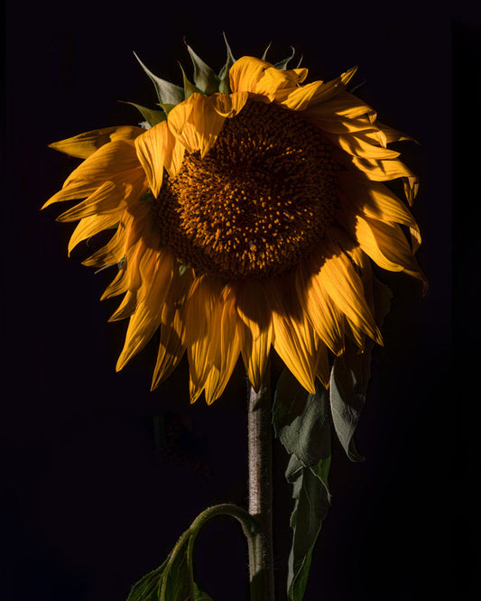 Sunflower 1