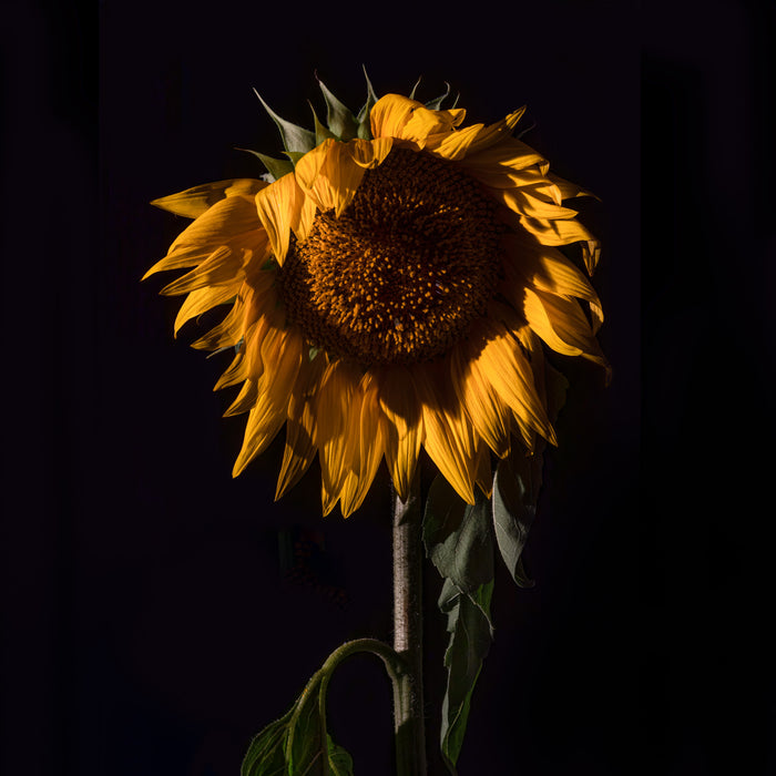 Sunflower 1