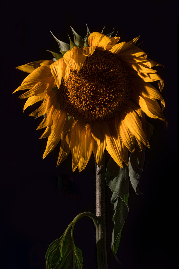 Sunflower 1