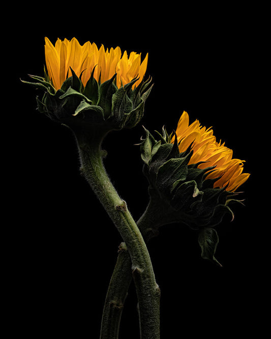 Sunflower 9