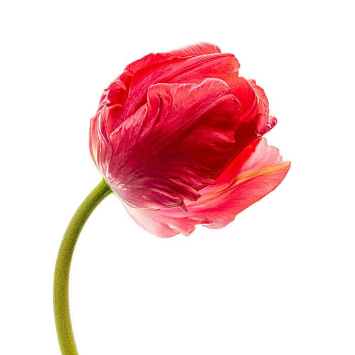 Tulip 7