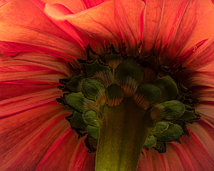 Zinnia 8